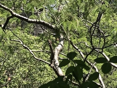 Glaucidium palmarum