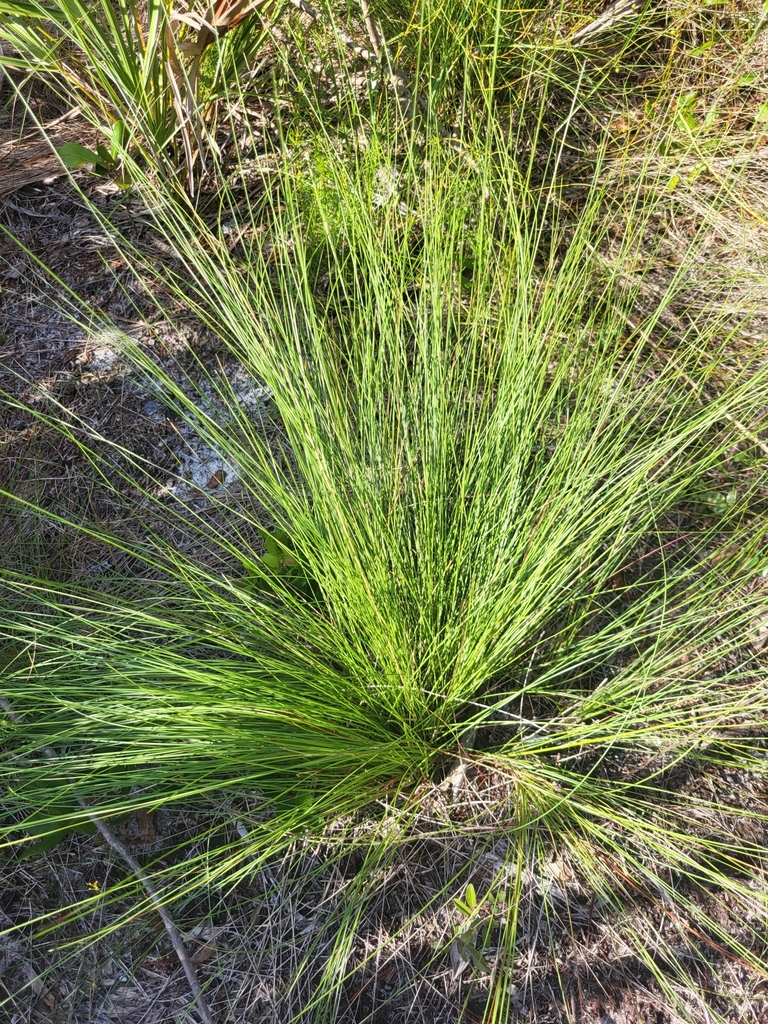 Sand Cordgrass from North Jupiter River Estates, Jupiter, FL 33458, USA ...