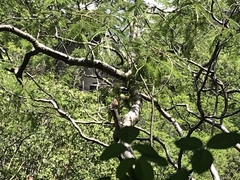 Glaucidium palmarum