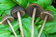 Panaeolus olivaceus image