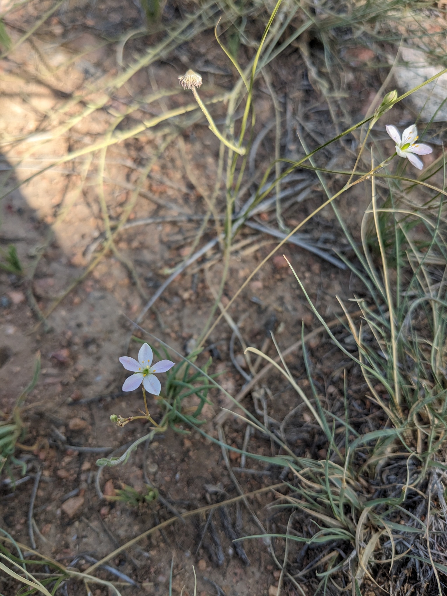 Talinum confertiflorum Hance 2