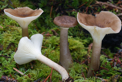 Ampulloclitocybe clavipes image