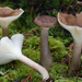 Ampulloclitocybe clavipes - Photo (c) Christian Schwarz, μερικά δικαιώματα διατηρούνται (CC BY-NC), uploaded by Christian Schwarz