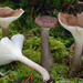 Ampulloclitocybe clavipes - Photo (c) Christian Schwarz,  זכויות יוצרים חלקיות (CC BY-NC), הועלה על ידי Christian Schwarz