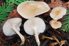 Clitocybe fragrans image