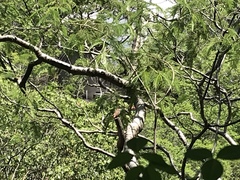 Glaucidium palmarum
