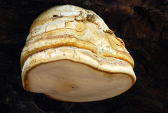 Fomitopsis officinalis image