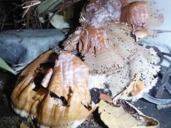 Ganoderma polychromum image