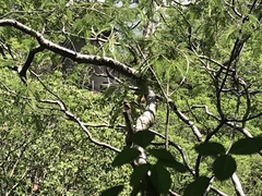Glaucidium palmarum
