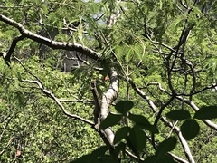 Glaucidium palmarum