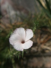 Linanthus