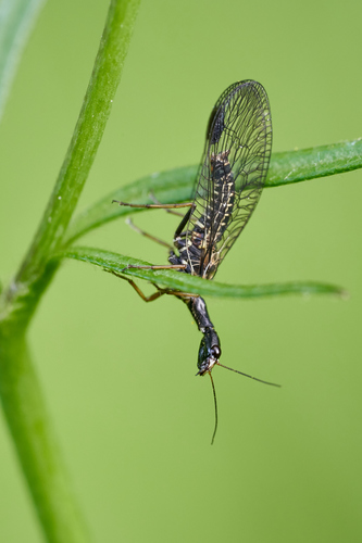 Taškuotasis kupriukas nuotrauka