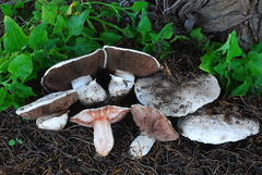 Agaricus bernardii image