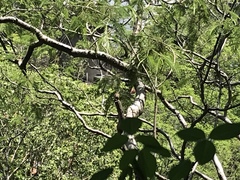 Glaucidium palmarum