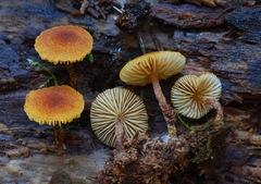 Pholiota granulosa image