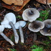 Gray-stemmed Milk Cap - Photo (c) Christian Schwarz, some rights reserved (CC BY-NC), uploaded by Christian Schwarz