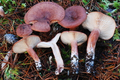 Lactarius rufus image