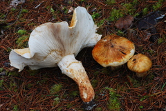 Tricholoma focale image