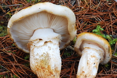 Tricholoma focale image