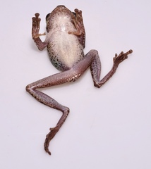 Helena's Slender-Legged Treefrog photo 5