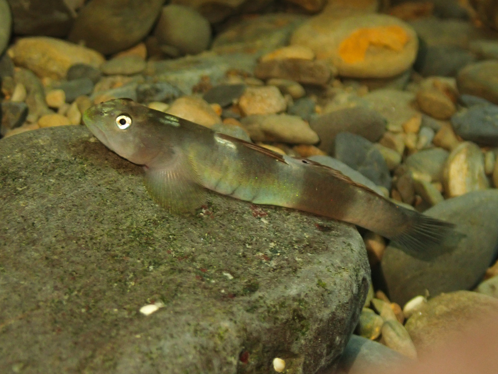 Peppermint Armour Goby