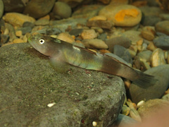 Peppermint Armour Goby photo 1