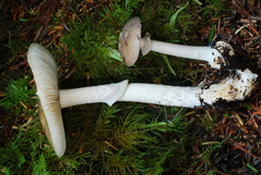 Amanita porphyria image