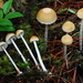 Hypholoma dispersum - Photo (c) Christian Schwarz, some rights reserved (CC BY-NC), uploaded by Christian Schwarz