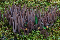 Alloclavaria purpurea image