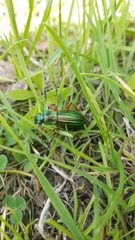 Carabus auratus