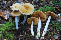 Cortinarius vanduzerensis image