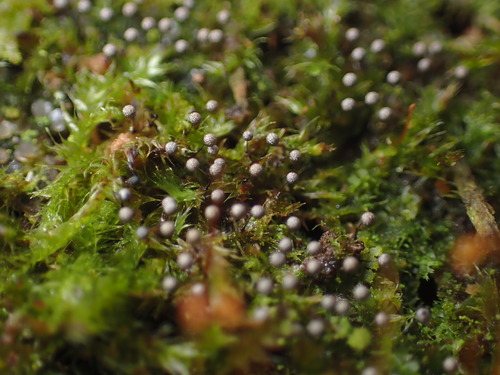 Collaria arcyrionema