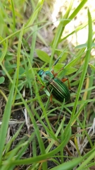 Carabus auratus