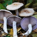 Blewit - Photo (c) Christian Schwarz, some rights reserved (CC BY-NC), uploaded by Christian Schwarz