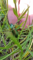 Carabus auratus