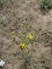 Lomatium triternatum