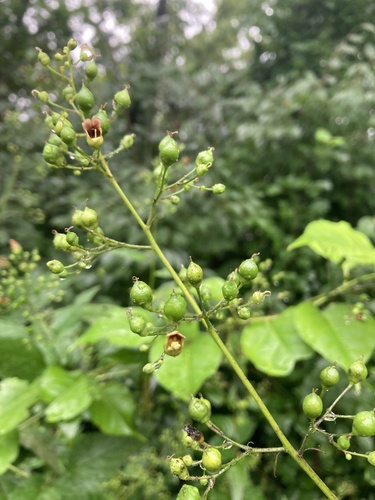 Image of Scrophularia marilandica by no rights reserved