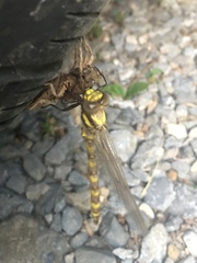 Cordulegaster erronea