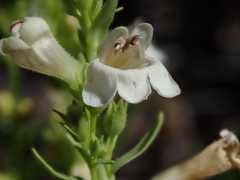Penstemon deustus