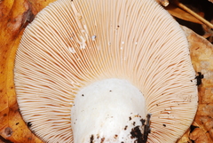 Lactarius controversus image