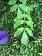 Fraxinus excelsior
