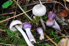 Inocybe geophylla var. lilacina image