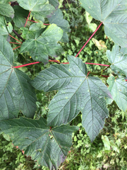 Acer pseudoplatanus