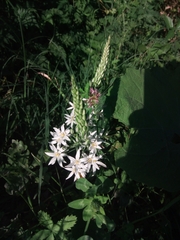 Ornithogalum pyramidale