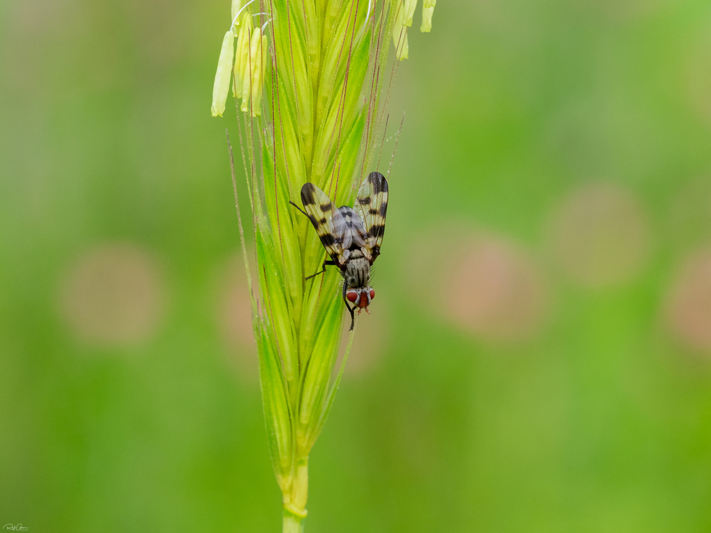 Otites grata