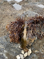 Ahnfeltiopsis linearis