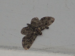 Pasiphila rectangulata