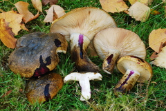 Lactarius turpis image