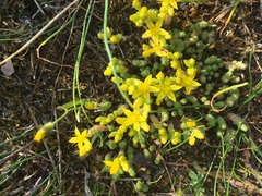 Sedum