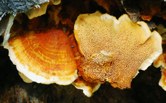 Pycnoporellus fulgens image